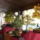 Auch Bonsai spüren den Herbst