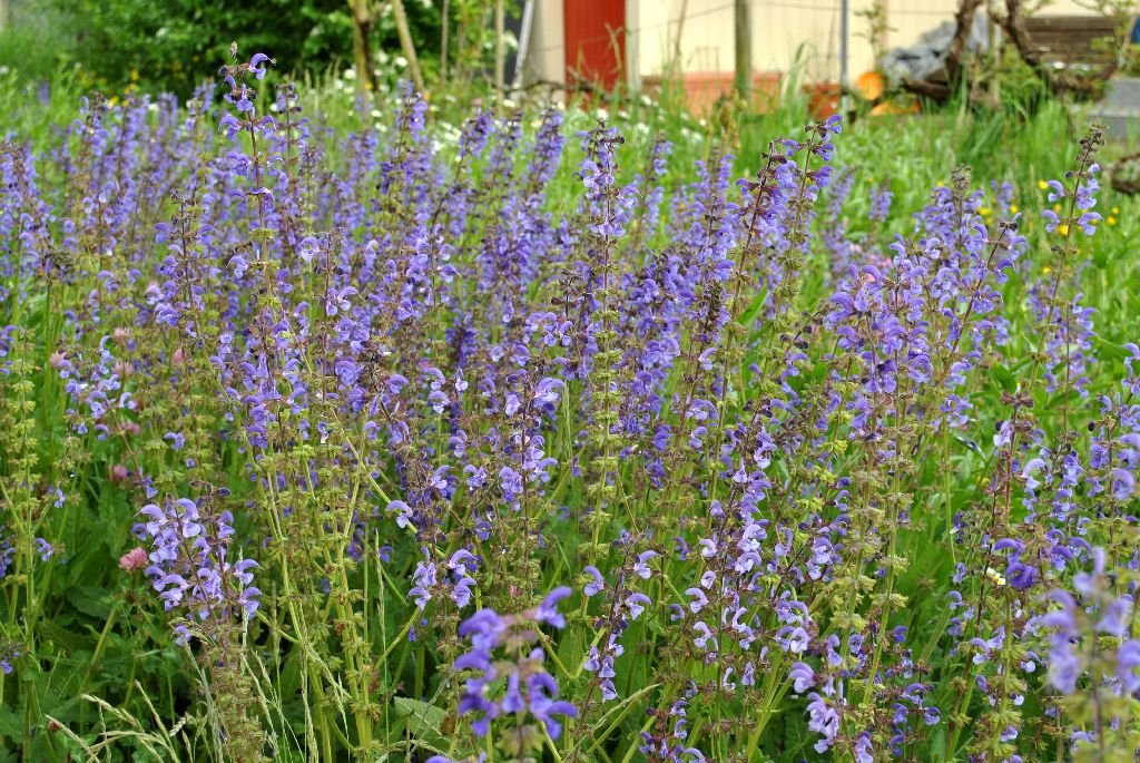 Wiesensalbei