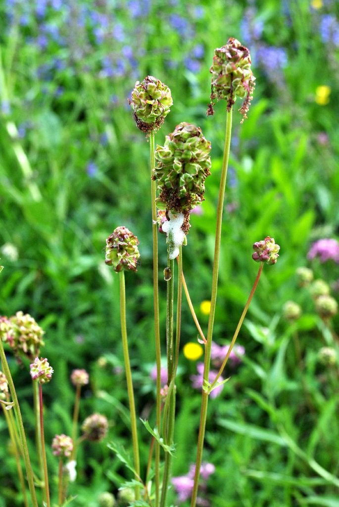 Grrosser Wiesenknopf