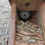 Neben den Vögeln hatte es auch Wespen zu Gast