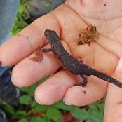 Ein Minikrokodil? - Nein ein Bergmolch auf der Reise ins Winterquartier.