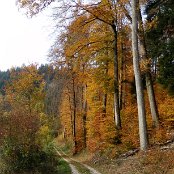 Der Herbst hat das Laub goldgelb gefärbt