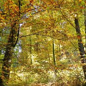 Herrlicher Herbstwald