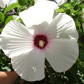 Tellergrosse Hibiskusblüte