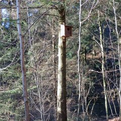 Waldkauznistkasten beim Biotop Bachtelen