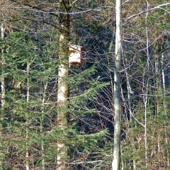 Waldkauznistkasten beim Biotop Bachtelen